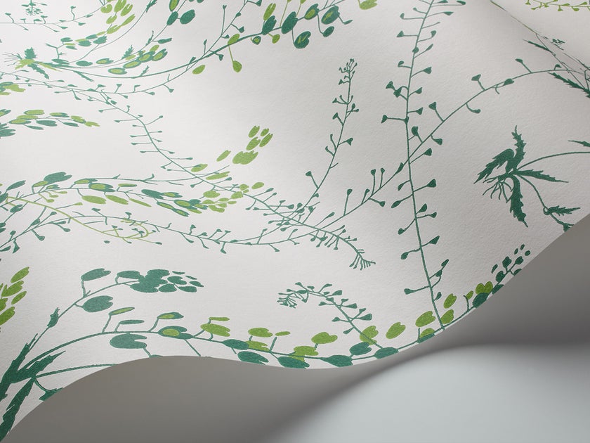 Bladranker, vit/grön